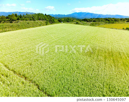 初秋時節，北海道乙部市盛開的蕎麥田鳥瞰圖 130645097