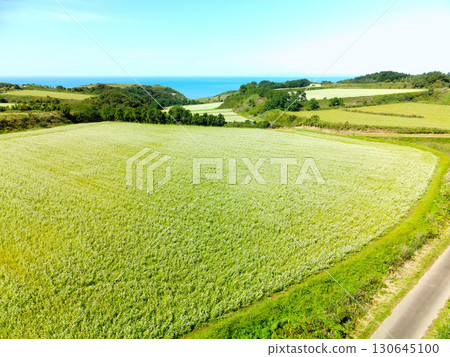 Aerial view of buckwheat fields in full bloom in Otobe, Hokkaido in early autumn 130645100