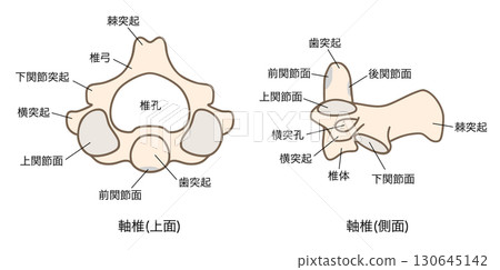 Anatomy of the second cervical vertebra (axis): top and lateral views Anatomy of the second cervical vertebra (axis): top and lateral views 130645142