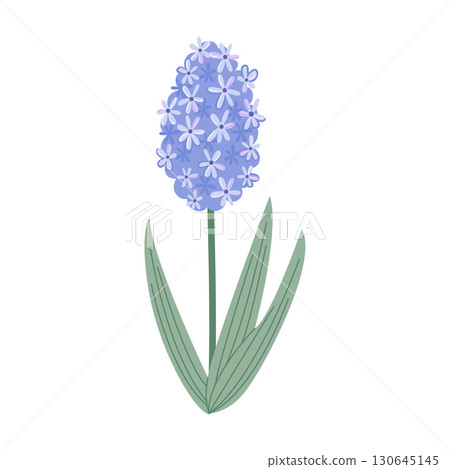 Elegant Vector Hyacinth Flower Illustration with Blue Blossoms and Green Leaves 130645145