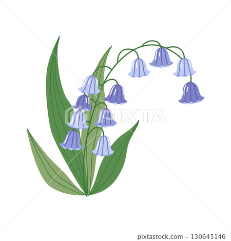 Delicate Vector Bellflower Illustration with Blue Petals and Green Leaves Delicate Vector Bellflower Illustration with Blue Petals and Green Leaves 130645146