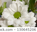 Pure white spray mum 130645206