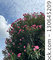 Vivid oleander flowers against the summer sky 130645209