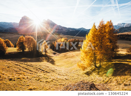 Lovely yellow larches in sunlight. Location place Dolomiti, Compaccio village, Alpe di Siusi, Province of Bolzano - South Tyrol, Italy, Europe. Lovely yellow larches in sunlight. Location place Dolomiti, Compaccio village, Alpe di Siusi, Province of Bolzano - South Tyrol, Italy, Europe. 130645224