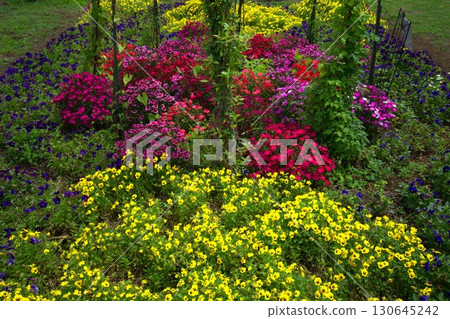玫瑰園,玫瑰,玫瑰 玫瑰園,玫瑰,玫瑰 130645242