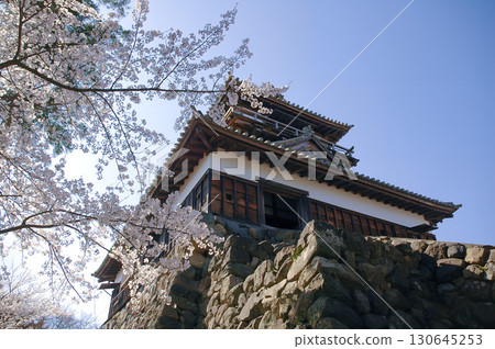 Cherry blossoms in full bloom and Maruoka Castle tower, the twelve remaining castle towers shining against the blue sky, and the spring scenery of Fukui Cherry blossoms in full bloom and Maruoka Castle tower, the twelve remaining castle towers shining against the blue sky, and the spring scenery of Fukui 130645253