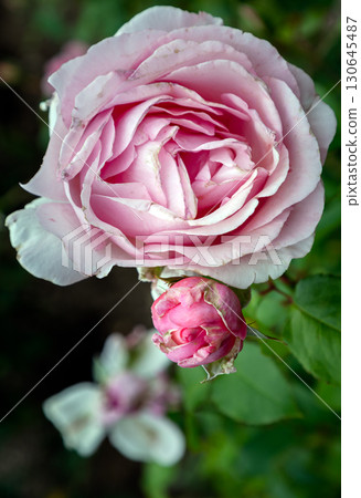 Pretty Rose Flowers 'Westminster Pink' a large-flowered hybrid tea rose. 130645487