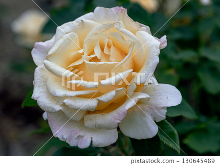 Beautiful Yellow Rose Flowers 'Happy Birthday' on green leaf background. Beautiful Yellow Rose Flowers 'Happy Birthday' on green leaf background. 130645489