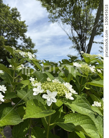 繡球 繡球 130645618