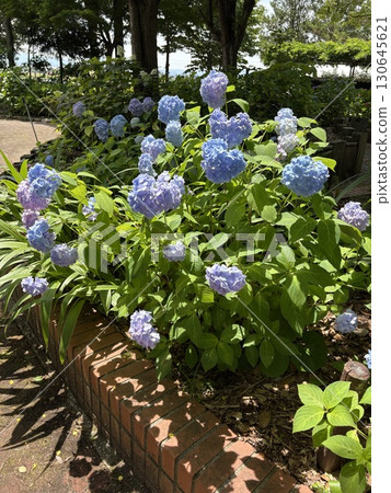 hydrangea   130645621