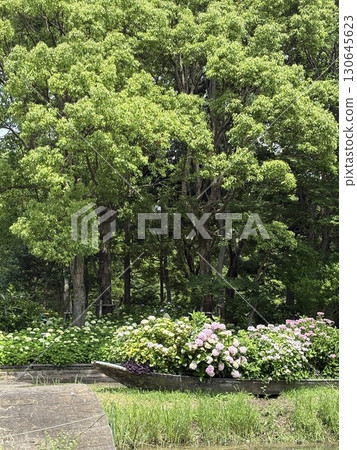 hydrangea   130645623