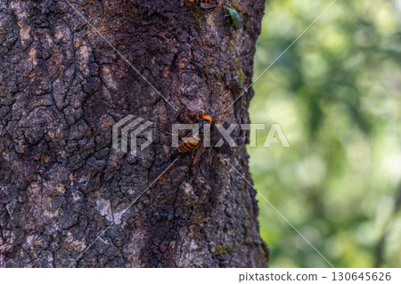 Asian giant hornet on a sawtooth oak tree Asian giant hornet on a sawtooth oak tree 130645626