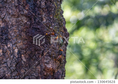 鋸齒橡樹上的亞洲大黃蜂 鋸齒橡樹上的亞洲大黃蜂 130645628