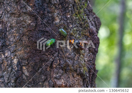Asian giant hornet on a sawtooth oak tree 130645632