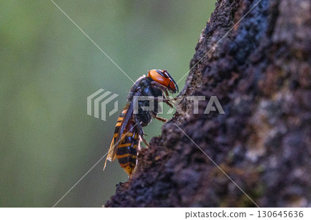 鋸齒橡樹上的亞洲大黃蜂 鋸齒橡樹上的亞洲大黃蜂 130645636