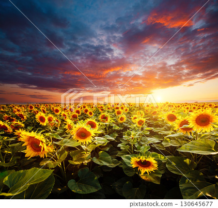 Bright yellow sunflowers glow in the sunlight. Blooming field closeup. 130645677