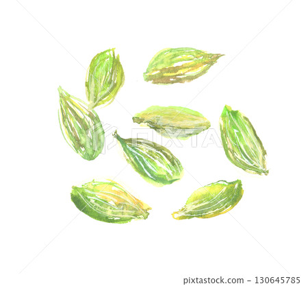 Cardamom watercolor illustration 130645785