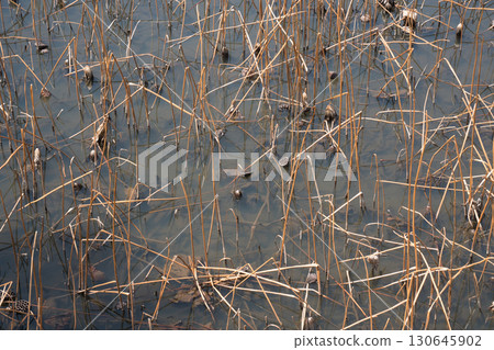 A dried-up lotus pond 130645902
