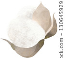 Cotton illustration material 130645929