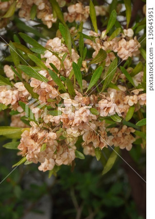 2025 - Sugar tree 130645951