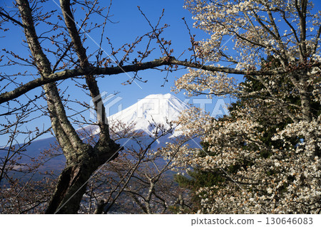 Mount Fuji peeking out from under the cherry blossom branches Mount Fuji peeking out from under the cherry blossom branches 130646083