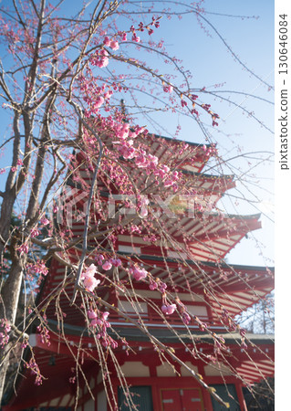 春天的新倉山淺間公園的垂枝梅花和五重塔 春天的新倉山淺間公園的垂枝梅花和五重塔 130646084