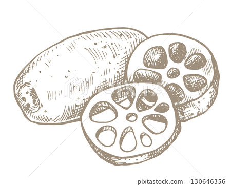 lotus root, asian cuisine. vector illustration in sketch style 130646356