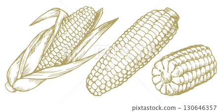collection corn, farm vegetable. vector illustration in sketch style collection corn, farm vegetable. vector illustration in sketch style 130646357