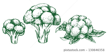 broccoli collection, farm vegetable. vector illustration in sketch style broccoli collection, farm vegetable. vector illustration in sketch style 130646358