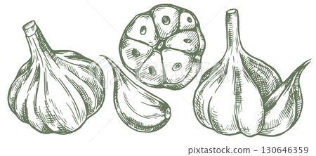 garlic collection, farm vegetable. vector illustration in sketch style garlic collection, farm vegetable. vector illustration in sketch style 130646359