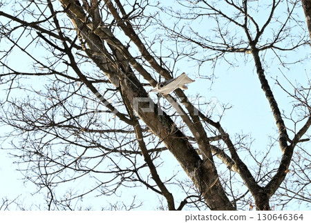 A Siberian flying squirrel flies through the trees during the day in a winter park in Hokkaido 130646364
