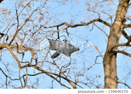 Two Siberian flying squirrels chase each other through the trees during the day in a winter park in Hokkaido Two Siberian flying squirrels chase each other through the trees during the day in a winter park in Hokkaido 130646370