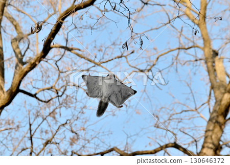 A Siberian flying squirrel flies through the trees during the day in a winter park in Hokkaido 130646372