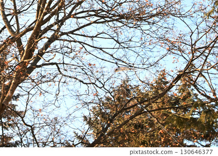 北海道冬季公園裡，一隻西伯利亞飛鼠白天在樹林間飛翔 130646377