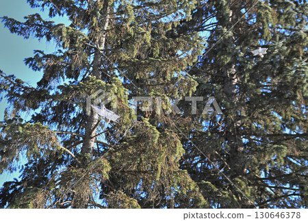 北海道冬季公園裡，兩隻西伯利亞飛鼠白天在樹林裡互相追逐 130646378