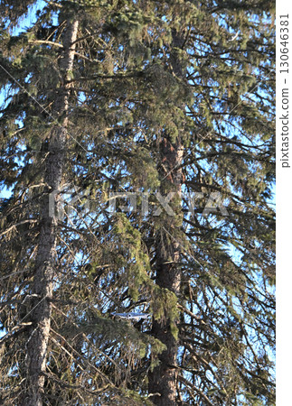 北海道冬季公園裡，兩隻西伯利亞飛鼠白天在樹林裡互相追逐 130646381