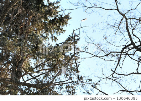 Two Siberian flying squirrels chase each other through the trees during the day in a winter park in Hokkaido 130646383
