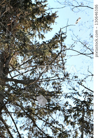 Two Siberian flying squirrels chase each other through the trees during the day in a winter park in Hokkaido 130646386