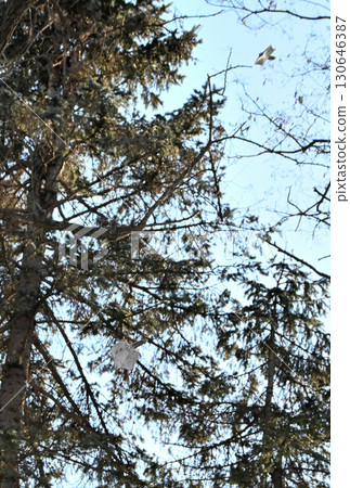 Two Siberian flying squirrels chase each other through the trees during the day in a winter park in Hokkaido 130646387