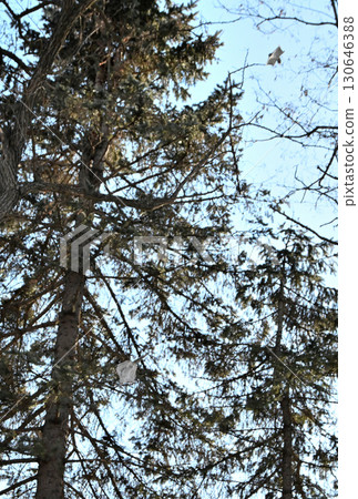 Two Siberian flying squirrels chase each other through the trees during the day in a winter park in Hokkaido 130646388