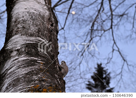 A Siberian flying squirrel watches the moon after sunset in a winter park in Hokkaido A Siberian flying squirrel watches the moon after sunset in a winter park in Hokkaido 130646390