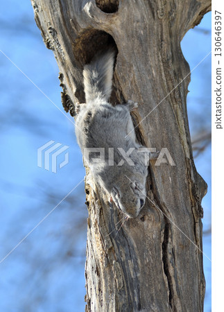 A Siberian flying squirrel emerges from its tree hole during the day in a winter park in Hokkaido A Siberian flying squirrel emerges from its tree hole during the day in a winter park in Hokkaido 130646397