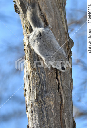 A Siberian flying squirrel emerges from its tree hole during the day in a winter park in Hokkaido 130646398