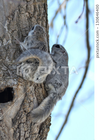 A Siberian flying squirrel breeding in a tree in a winter park in Hokkaido 130646400