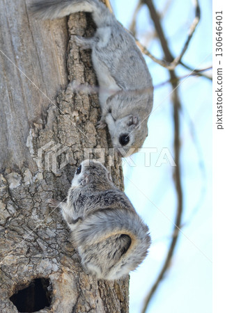 A Siberian flying squirrel breeding in a tree in a winter park in Hokkaido 130646401