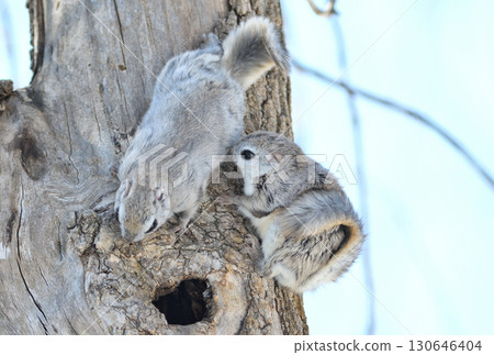 A Siberian flying squirrel breeding in a tree in a winter park in Hokkaido A Siberian flying squirrel breeding in a tree in a winter park in Hokkaido 130646404