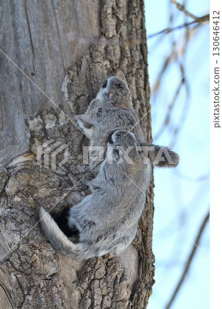 北海道冬季公園裡，一隻西伯利亞飛鼠在樹上繁殖 130646412