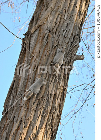 Two Siberian flying squirrels chase each other up a tree trunk during the day in a winter park in Hokkaido Two Siberian flying squirrels chase each other up a tree trunk during the day in a winter park in Hokkaido 130646418