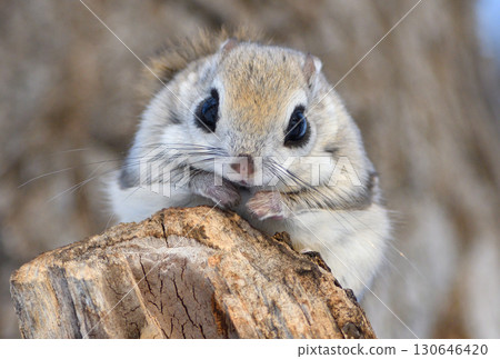 北海道冬季公園裡,一隻西伯利亞飛鼠白天坐在樹枝上 北海道冬季公園裡,一隻西伯利亞飛鼠白天坐在樹枝上 130646420
