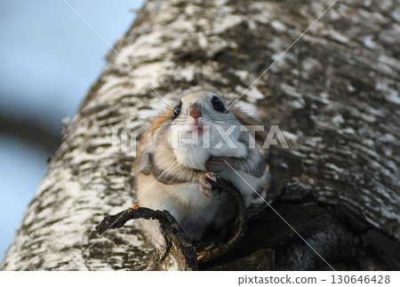 北海道冬季公園裡，一隻西伯利亞飛鼠白天坐在樹枝上 130646428